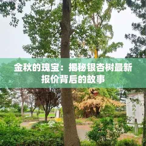 金秋的瑰宝：揭秘银杏树最新报价背后的故事