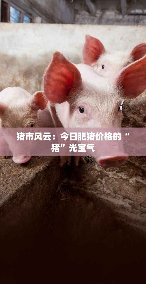 猪市风云:今日肥猪价格的“猪”光宝气