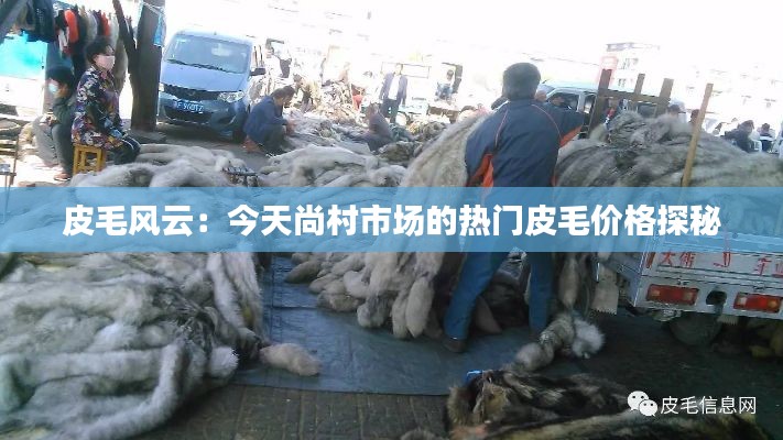 皮毛风云:今天尚村市场的热门皮毛价格探秘
