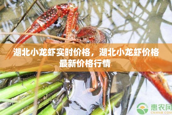 湖北小龙虾实时价格,湖北小龙虾价格最新价格行情