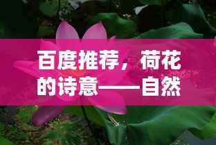 百度推荐,荷花的诗意——自然美与文学韵味的完美融合