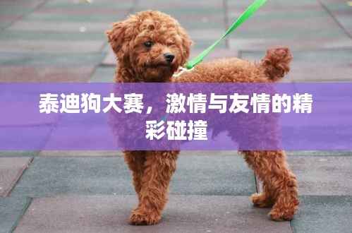 泰迪狗大赛,激情与友情的精彩碰撞