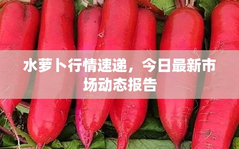 水萝卜行情速递,今日最新市场动态报告