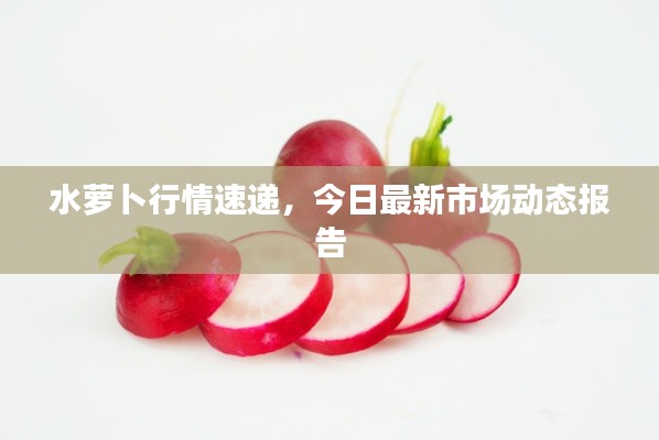 水萝卜行情速递,今日最新市场动态报告