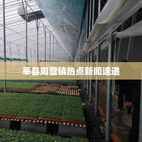 莘县周营镇热点新闻速递