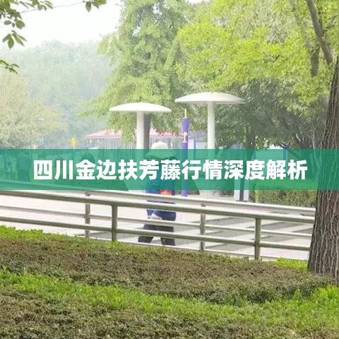 四川金边扶芳藤行情深度解析