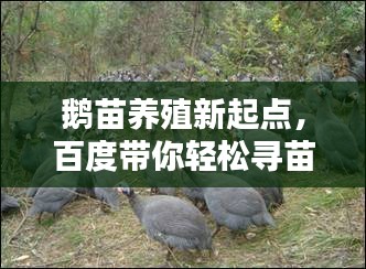 鹅苗养殖新起点，百度带你轻松寻苗！